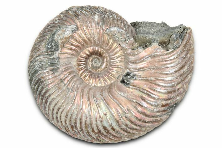 Iridescent, Pyritized Ammonite (Quenstedticeras) Fossil - Russia #337346